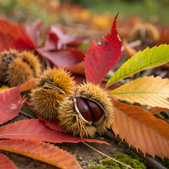 Close-Up of Spiky Chestnut Burrs and Colorful Autumn Leaves