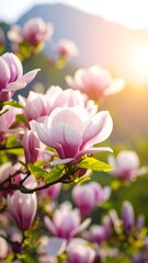 Fototapeta premium Spring magnolia blossoms in sunlight