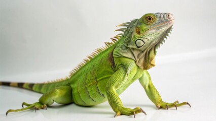 Obraz premium Iguana on studio background