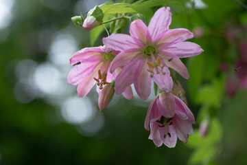Jolie passiflore banane sur l'île de Madère au Portugal