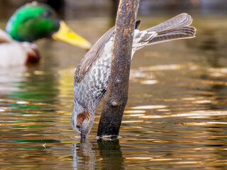 水辺のヒヨドリ