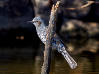 水辺のヒヨドリ
