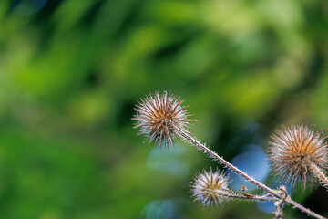 dry fruit of the slender card in front of a soft green blurred background in autumn
