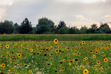 Sunset over the sunflower fields near Königsbrunn in a cloudy sky