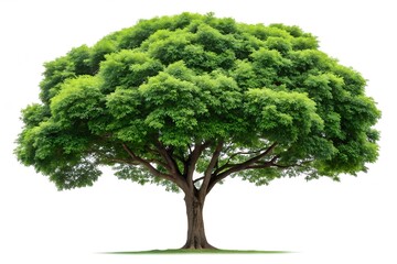 tree isolated on white