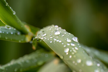 close-up of rain drops on a leaf. rainy day
