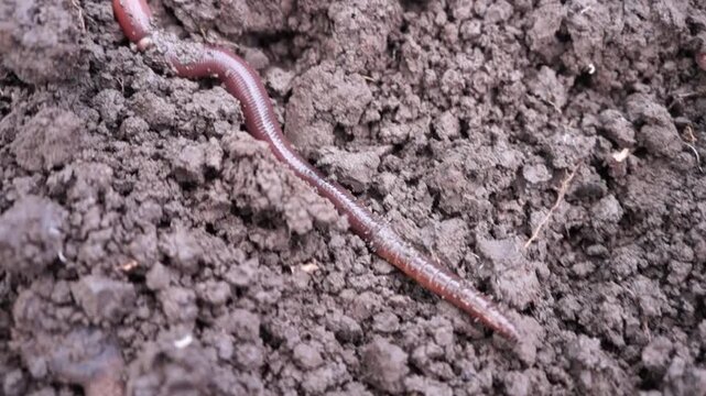 worm on the ground