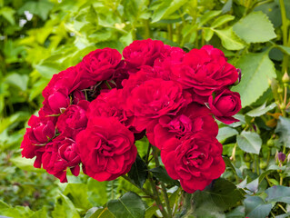 Red rose in garden 