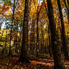 Obraz premium Autumnal Serenity: A Pumpkin's Quiet Moment in the Woods During Fall Season