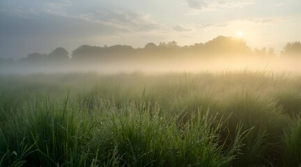 Tranquil Grassy Field in Fog with Bright Sunrise