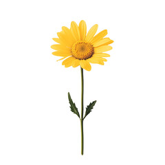 Obraz premium Vibrant Yellow Daisy Flower on White Background for Creative Designs
