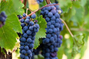 Ripe red grapes in a vineyard. Grapes ready to be harvested