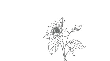 Elegant line drawing of a dahlia flower and stem.