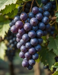 purple grapes on branch
