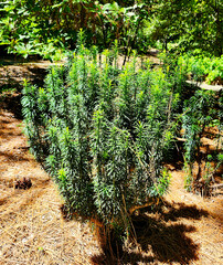 Cephalotaxus Harringtonia 'Fastigiata'