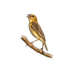 Female Baya Weaver perched on a branch with beak open, showing detailed brown plumage and natural markings against a plain white background.