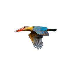 Stork-billed Kingfisher in flight, showing vivid blue wings, golden body, and large red bill.
