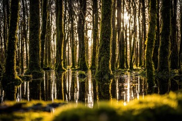 Sunlight filtering through a mossy forest reflecting in a shallow pool