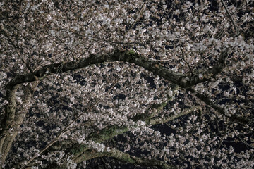 March 28 2025 Beautiful Blossom Trees Illuminated Against a Night Sky