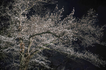 March 28 2025 Beautiful Blossom Trees Illuminated Against a Night Sky