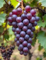 purple grapes on vine