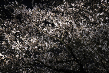 March 28 2025 Beautiful Blossom Trees Illuminated Against a Night Sky
