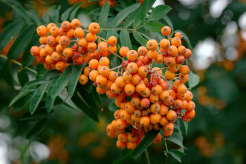 Ripe rowan fruits growing on tree branches with lush green leaves in daylight. Ripe rowan berries, Nature’s harvest, autumn transition, and organic countryside life