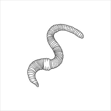 worm sketch drawing artwork handmade illustration