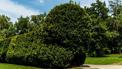  Top view of set of different types of pavement and paths, lawns, flower beds in the park,