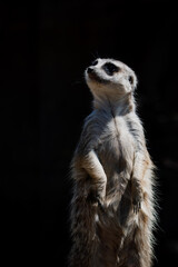 立って見つめるミーアキャット