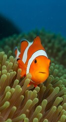 Close-up of a bright orange clownfish nestled among sea anemones, portrait orientation