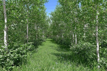 Fototapeta premium Lush green forest path