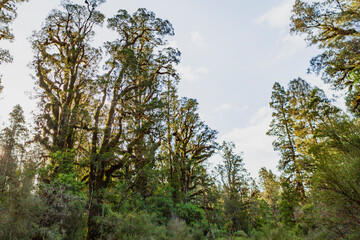 Kahikatea (Dacrycarpus dacrydioides) trees, also known as white pine - Westland Tai Poutini National Park, South Island, New Zealand