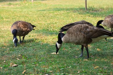 Canada goose（カナダ雁）