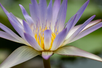 Fototapeta premium Purple water lily
