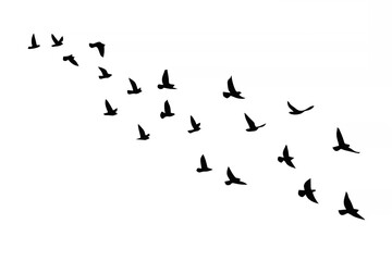 Fototapeta premium Flying birds silhouettes on i...