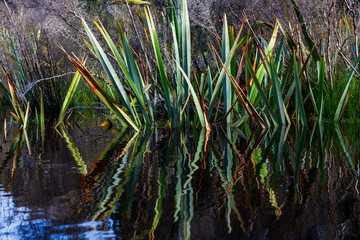 A cluster of New Zealand flax and the reflection of its leaves on calm water. - Westland Tai Poutini National Park, South Island, New Zealand