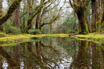 Lush forest reflecting in a still pool