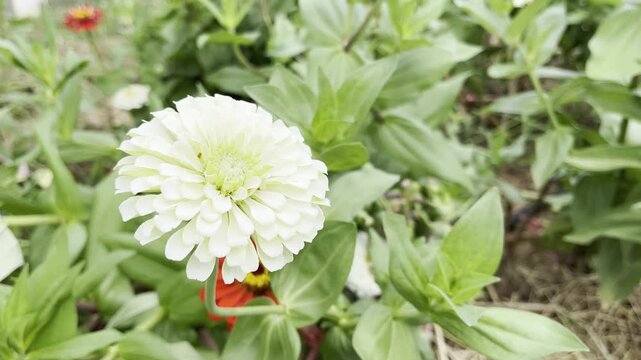 Flowers zinnia elegans. Flowers in the garden. Assortment of pink-shaded zinnias in a flower patch. Vines of zinnia elegans flowers in the field with sunflowers and wildflowers, field, blooming, red