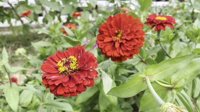 Flowers zinnia elegans. Flowers in the garden. Assortment of pink-shaded zinnias in a flower patch. Vines of zinnia elegans flowers in the field with sunflowers and wildflowers, field, blooming, red