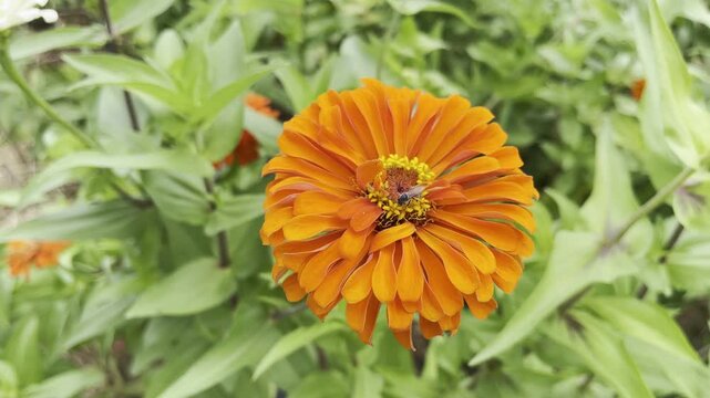 Flowers zinnia elegans. Flowers in the garden. Assortment of pink-shaded zinnias in a flower patch. Vines of zinnia elegans flowers in the field with sunflowers and wildflowers, field, blooming, red