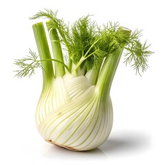 Finale Fennel Elegant White Bulb with Delicate Green Fronds in Refined Studio Still Life on Pure White Background
