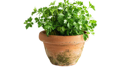 A vibrant green parsley plant thriving in a rustic terracotta pot, showcasing its lush foliage against a soft, blurred background, ideal for culinary use or gardening inspiration
