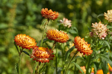 In the garden blooms helichrysum or immortelle (Latin Helichrysum) – a large genus of the Asteraceae family (Asteraceae). Summer.