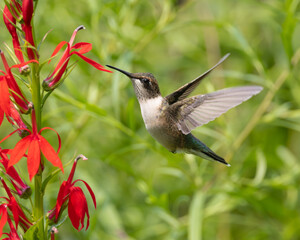 Ruby-throated Hummingbird feeding on Red Cardinal plant 