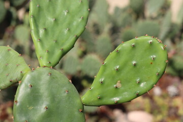 kaktus opuncja Opuntia humifusa cv Meran