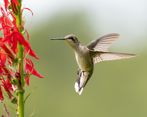 Ruby-throated Hummingbird feeding on Red Cardinal plant 