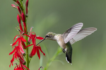 Ruby-throated Hummingbird feeding on Red Cardinal plant  © DeMoor Photography