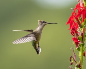 Ruby-throated Hummingbird feeding on Red Cardinal plant 