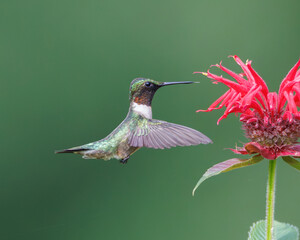 Ruby-throated Hummingbird feeding on Bee Balm plant